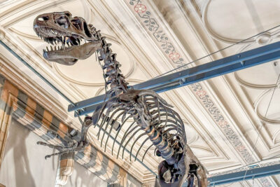 squelette de dinosaure au musée d'Histoire naturelle de Londres