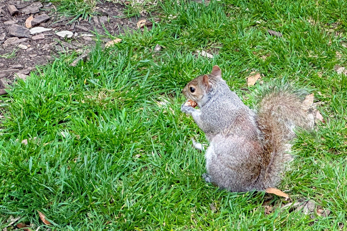 écureuil à Hyde Park, Londres